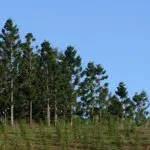 Îngrijire Araucaria la domiciliu, propagarea prin butași camera de mancat, ce poate muri