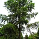 Îngrijire Araucaria la domiciliu, propagarea prin butași camera de mancat, ce poate muri