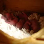 Baby Care Dzungar hamsteri, copilul nou-născut