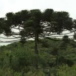 Îngrijire Araucaria la domiciliu, propagarea prin butași camera de mancat, ce poate muri