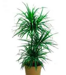 Îngrijire dratsenu cum să aibă grijă de plante de apartament dratsenu de ajutor