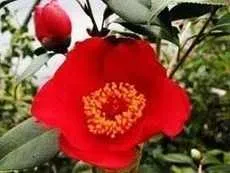 Îngrijire condițiile de creștere Camellia și de îngrijire pentru Camellia plante de interior (de îngrijire) Îngrijire condițiile de creștere Camellia și îngrijirea plantelor de interior Camellia