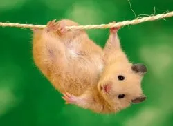 Grija pentru hamsteri