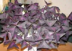 Îngrijire Oxalis violet