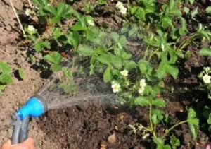 Grija pentru căpșuni în timpul înfloririi (irigare, fertilizare, polenizare) (îngrijire) Grija pentru căpșuni în timpul înfloririi (irigare, fertilizare, polenizare)