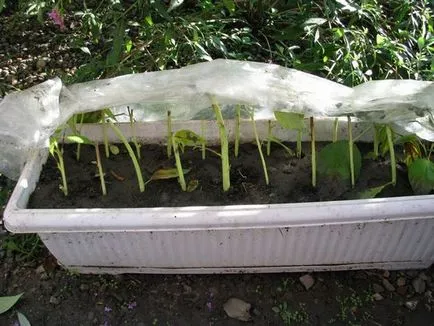 Îngrijire și hibiscus de reproducție grădină foto și video de instruire