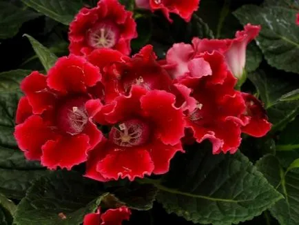 Îngrijire la domiciliu pentru Gloxinia - plantare și îngrijire Gloxinia cultivare, udare și boala