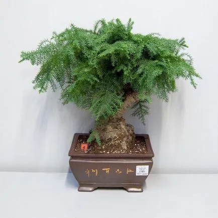 Îngrijire Araucaria la domiciliu, propagarea prin butași camera de mancat, ce poate muri