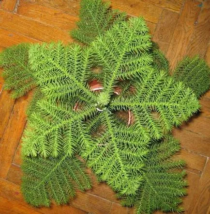 Îngrijire Araucaria la domiciliu, propagarea prin butași camera de mancat, ce poate muri