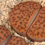 sfaturi importante cu privire la creștere Lithops la domiciliu (reproducerea Lithops) sfaturi importante cu privire la creștere Lithops la domiciliu