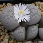 sfaturi importante cu privire la creștere Lithops la domiciliu (Lithops din semințe) sfaturi importante cu privire la creștere Lithops la domiciliu