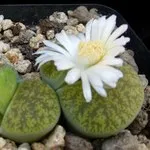 sfaturi importante cu privire la creștere Lithops la domiciliu (Lithops aterizare) sfaturi importante cu privire la creștere Lithops la domiciliu