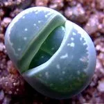 sfaturi importante cu privire la creștere Lithops la domiciliu (ingrijire Lithops) sfaturi importante cu privire la creștere Lithops la domiciliu