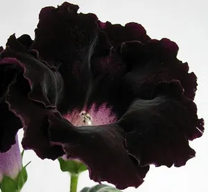 Aflați mai multe despre cultivare, îngrijire și Gloxinia de reproducere la domiciliu (îngrijire Gloxinia în timpul iernii) Aflați mai multe despre cultivare, îngrijire și Gloxinia de reproducere la domiciliu