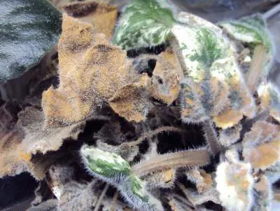 Violetele de îngrijire la domiciliu, descriere, reproducerea, fertilizarea, udare (îngrijire) Violetele de îngrijire la domiciliu, descriere, reproducerea, fertilizarea, udarea