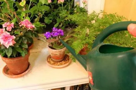 Violetele de îngrijire la domiciliu, descriere, reproducerea, fertilizarea, udare (acasă) Violetele de îngrijire la domiciliu, descriere, reproducerea, fertilizarea, udarea
