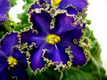 Violetele de îngrijire la domiciliu, fotografii