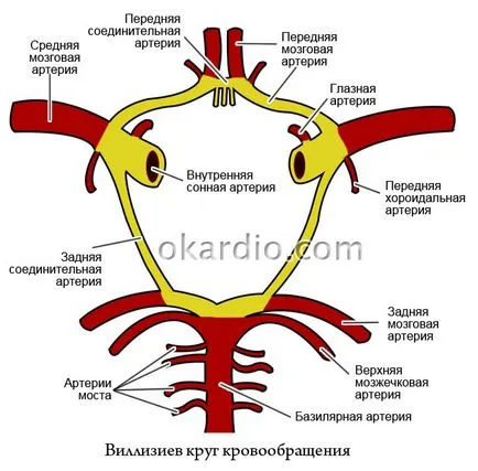 Varianta cercului de Willis ceea ce inseamna simptome si diagnostic