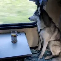 Certificatele sanitar-veterinare pentru transportul de animale, nu mai este necesară - zootver - Tver