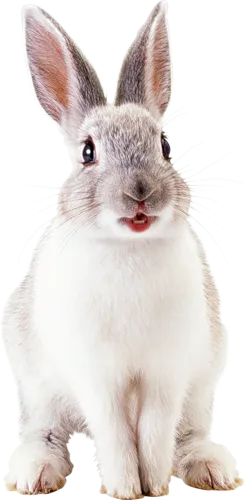clinica veterinara faunei Voronezh