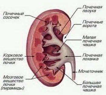 stazei venoase de sânge în picioare, cap și plămâni