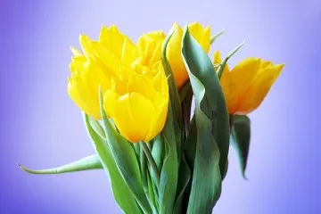 Alegerea celor mai bune flori galbene de mireasă Bouquet și combinațiile lor (buchet) Alegerea celor mai bune flori galbene de mireasă Bouquet și combinațiile lor
