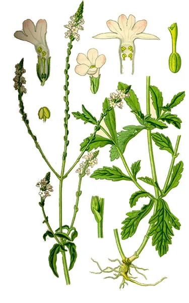 officinalis Verbena - proprietăți și aplicații utile, carte de sănătate (temperatură) officinalis Verbena - proprietăți și aplicații utile, carte de sănătate