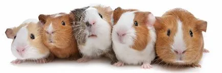 clinica veterinara faunei Voronezh