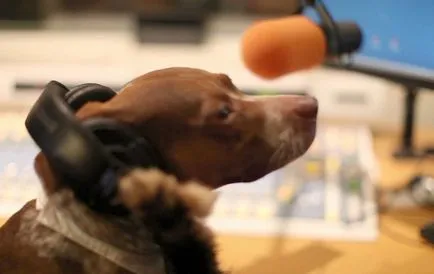 În Germania, a existat un radio pentru câini (Germania) În Germania, a existat un radio pentru câini