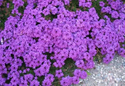 officinalis verbină unde crește, proprietățile medicinale