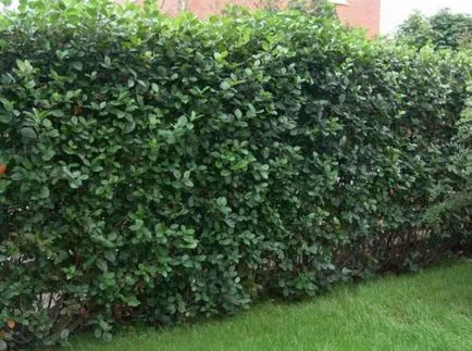 Alege ceea ce este cel mai bine plantate de-a lungul gardului de la cabana