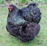 pui Favorabile Orpington - hrănire, locuințe, păsări agricole