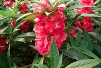 balsamurilor Cultivare (65 poze) din semințele în teren deschis în țară, clasa, descrierea, plantarea,