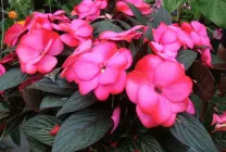 balsamurilor Cultivare (65 poze) din semințele în teren deschis în țară, clasa, descrierea, plantarea,