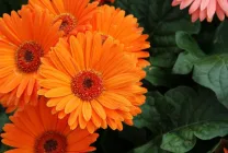 Cultivarea crizanteme la domiciliu (65 poze) din soiuri de semințe, de plantare, îngrijire