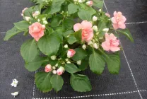 balsamurilor Cultivare (65 poze) din semințele în teren deschis în țară, clasa, descrierea, plantarea,