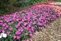 balsamurilor Cultivare (65 poze) din semințele în teren deschis în țară, clasa, descrierea, plantarea,