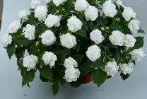 balsamurilor Cultivare (65 poze) din semințele în teren deschis în țară, clasa, descrierea, plantarea,