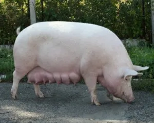 Este profitabil să păstreze porci de vânzare și pentru carne