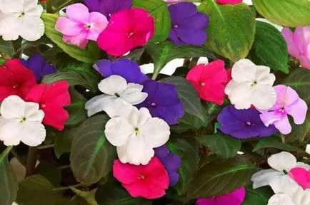 balsamurilor Cultivare (65 poze) din semințele în teren deschis în țară, clasa, descrierea, plantarea,