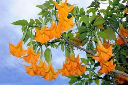 Cultivarea Brugmansia special de îngrijire de flori de toamna, de plantare de iarnă în teren deschis, în (iarna) Cultivarea Brugmansia îngrijire specială de o floare în toamna, iarna, debarcare în teren deschis, în