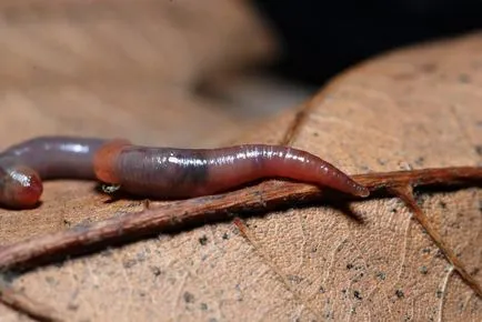 Shed vierme - colectarea, stocarea și ce să se hrănească viermi Nightcrawlers (de colectare) Shed vierme - colectarea, stocarea și ce să se hrănească viermi Nightcrawlers