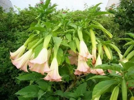 Cultivarea Brugmansia special de îngrijire de flori de toamna, de plantare de iarnă în teren deschis, în (Brugmansia trebuie să treacă anumite) Cultivarea Brugmansia îngrijire specială de o floare în toamna, iarna, debarcare în teren deschis, în
