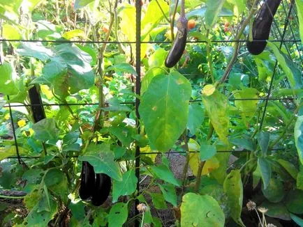 Cultivarea vinete într-un sol deschis nuanțe de îngrijire