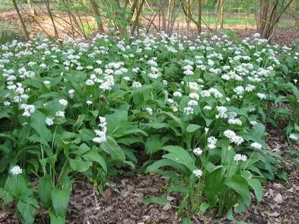 Cultivarea usturoi în țară și la domiciliu