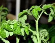 Cultivarea petunii din semințe la pas acasă cu fotografii din etapa (petunii) Cultivarea petunii din semințe la pas cu pas acasă fotografie