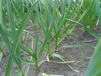 Cultivarea de usturoi de iarnă la domiciliu (usturoi) Cultivarea de usturoi de iarnă acasă