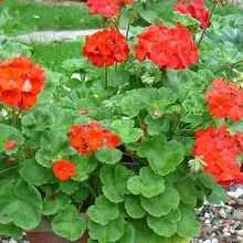 Cultivarea din semințe Pelargonium, casă privată
