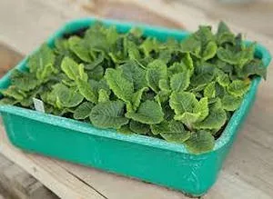 Cultivarea semințelor de primulă la domiciliu (semințe) semințe de primula Cultivare la domiciliu