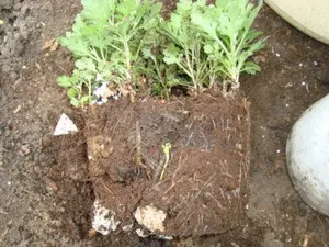 Cultivarea, creșterea și îngrijirea crizanteme sferice (cultivarea in aer liber de îngrijire reproducere overwintering crizantema sferice) Cultivarea, creșterea și îngrijirea crizanteme sferice